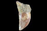Serrated, Raptor Tooth with Partial Root - Morocco #72670-1